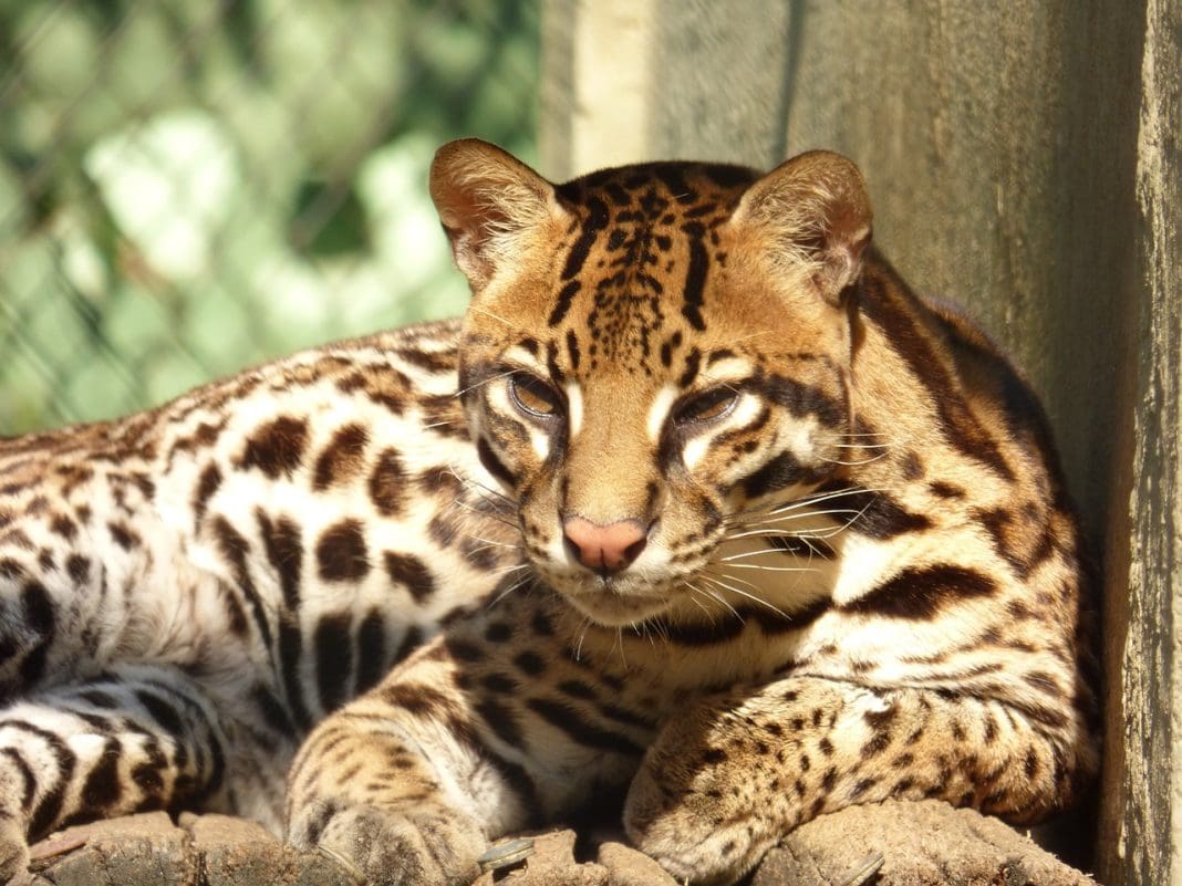 Pantanal documentário deve fortalecer o Turismo na região