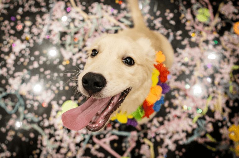 Carnaval bom pra cachorro!