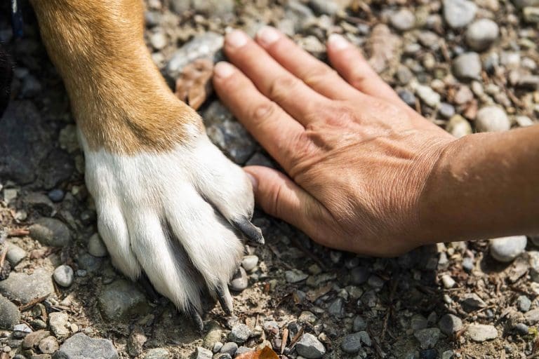 Guia Pet Friendly: confira o lançamento do Turismo de SP