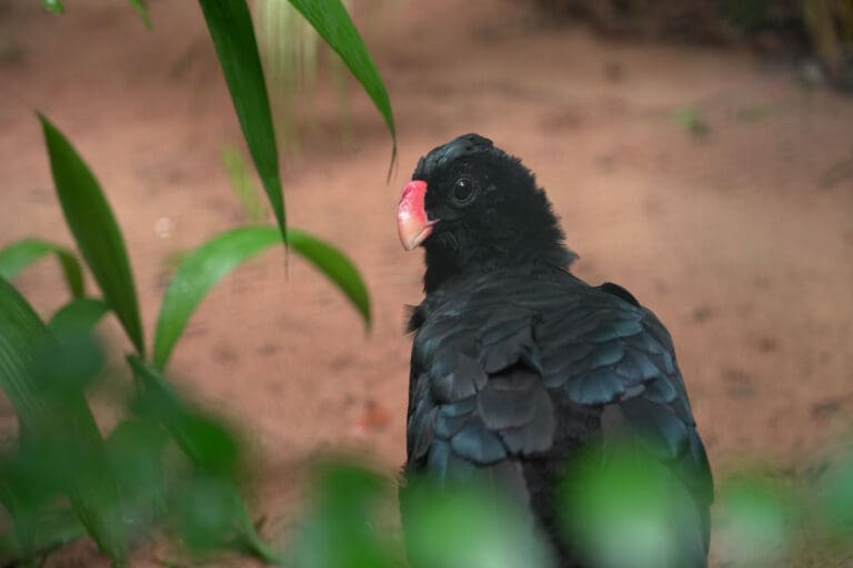 Dois indivíduos de mutum-de-alagoas receberam um novo lar graças ao transporte gratuito realizado pelo programa Avião Solidário da LATAM. Crédito: Parque das Aves