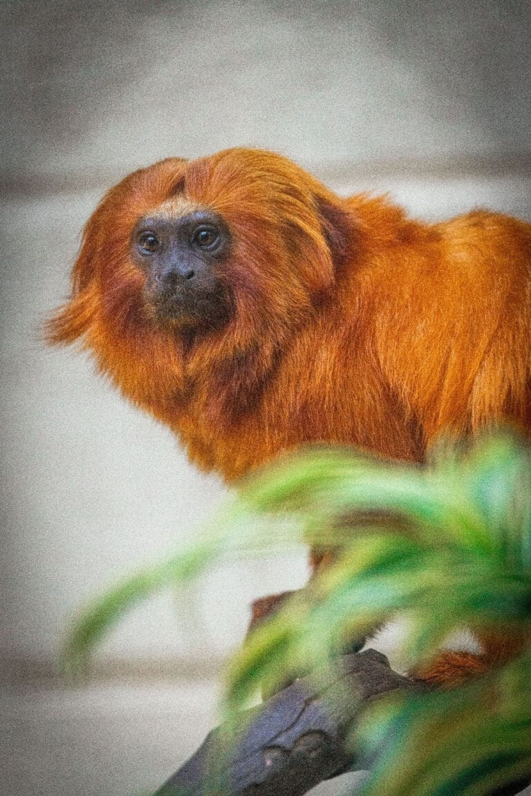 Mico-leão-dourado - foto: Zoológico de São Paulo