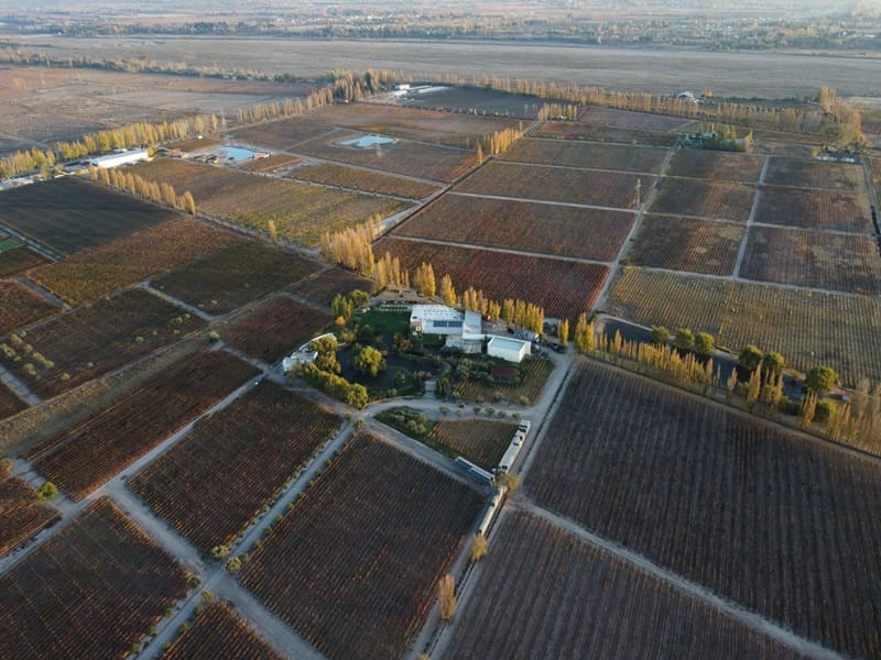 Miolo