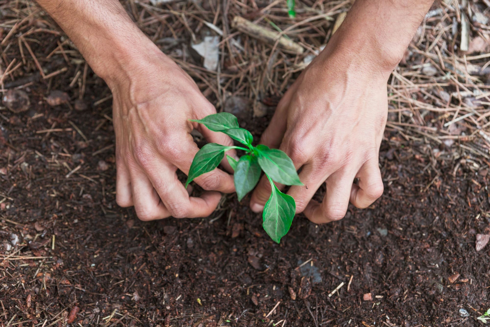 Instituto Aupaba abre inscrições para voluntários em projetos de regeneração territorial - Foto: Freepik 
