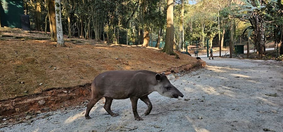 Zoo São Paulo