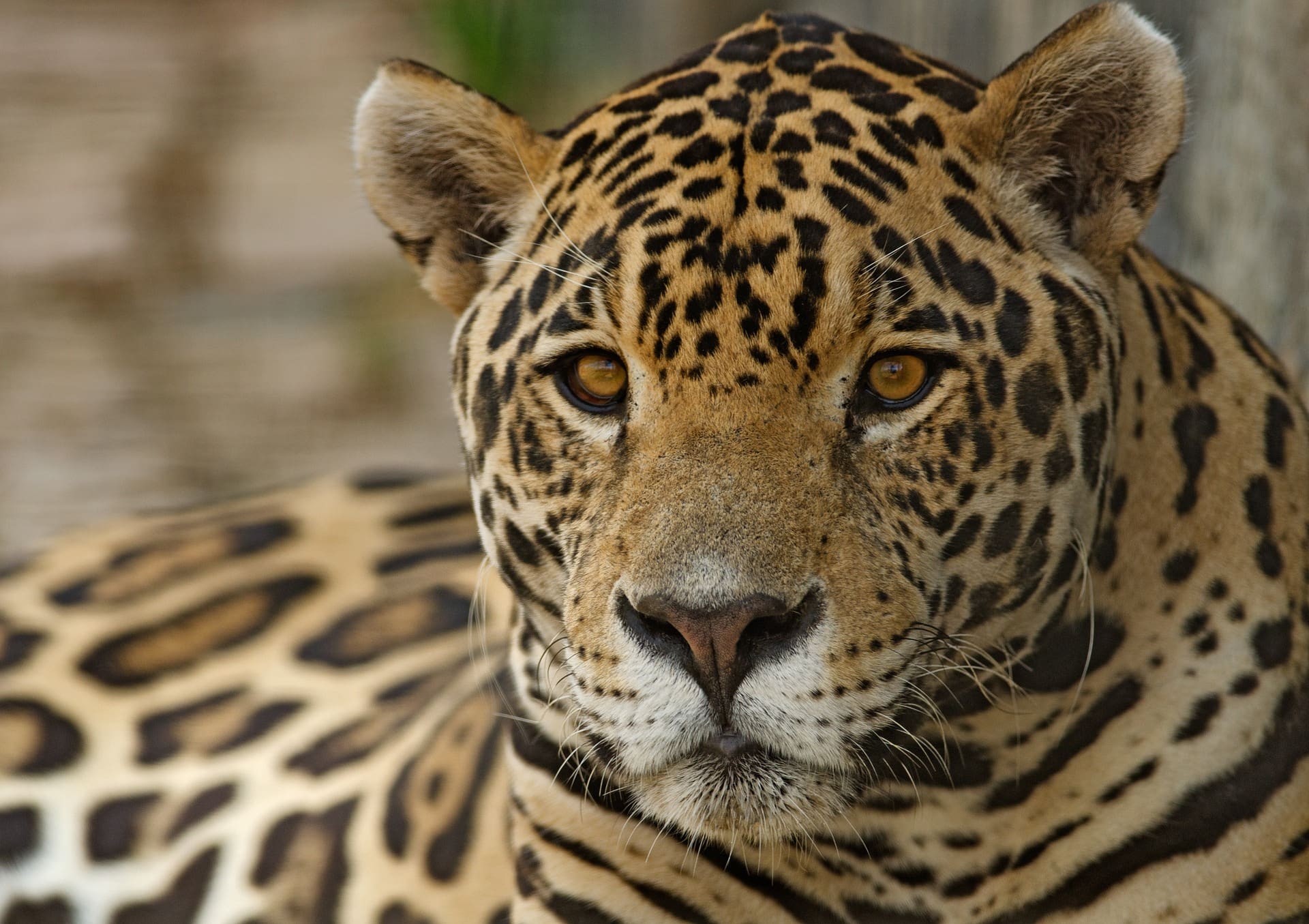 Onças-pintadas ganham reforço com inauguração de centro de pesquisa no Pantanal - Foto: Pixabay 