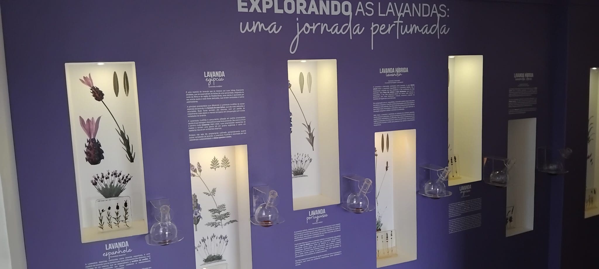 Museu Het Dorp onde o visitante conhece os diversos aromas e tipos de lavanda - Foto: Denis Rugeri 