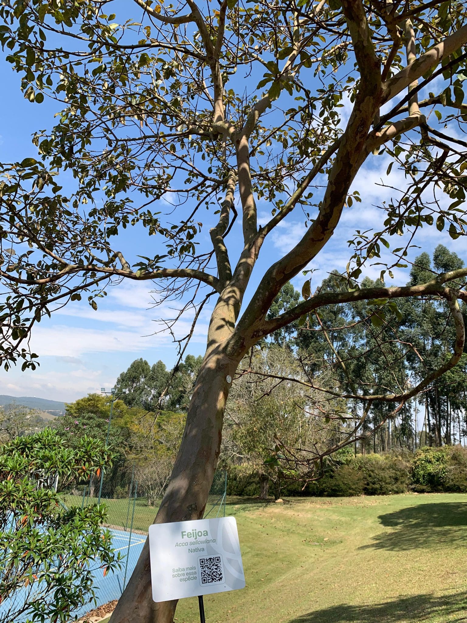 Mudas nativas da Mata Atlântica são distribuídas aos hóspedes pelo projeto Villa Verde, no Hotel Villa Rossa - Crédito: divulgação