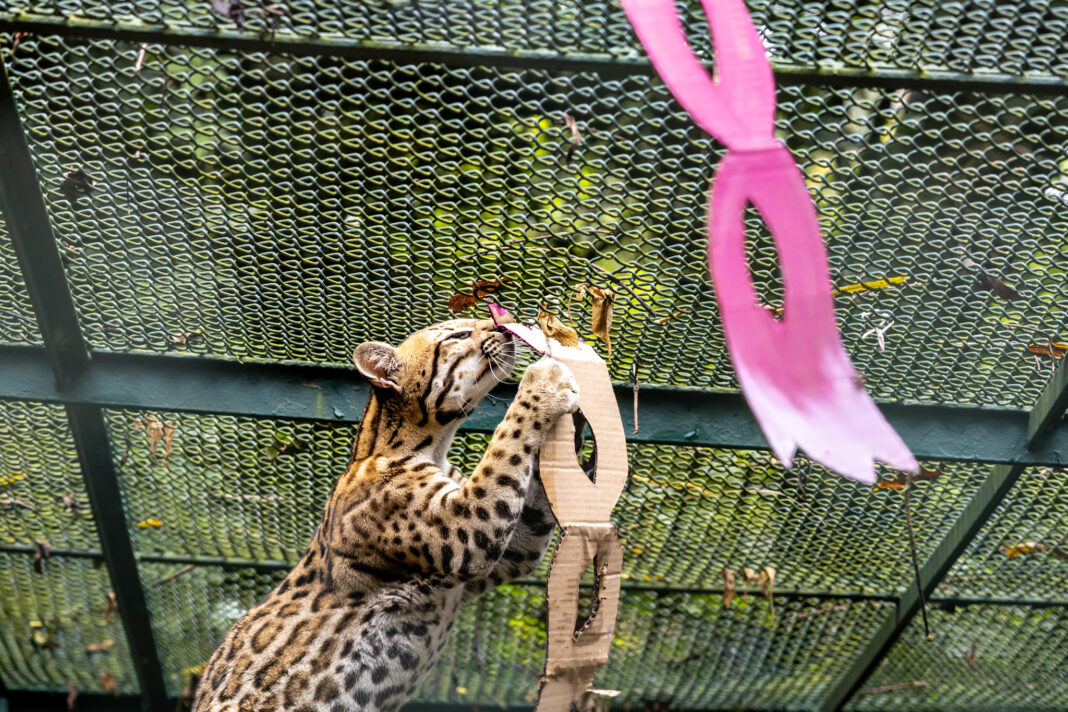Animais do Zoológico de São Paulo entram na folia neste carnaval - Crédito: divulgação Zoo de São Paulo