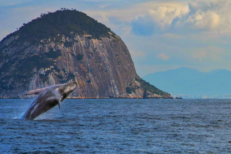 Com a chegada da temporada das jubartes, Visit Rio lança guia de avistamento responsável - Crédito: Saveiros Tour turismo